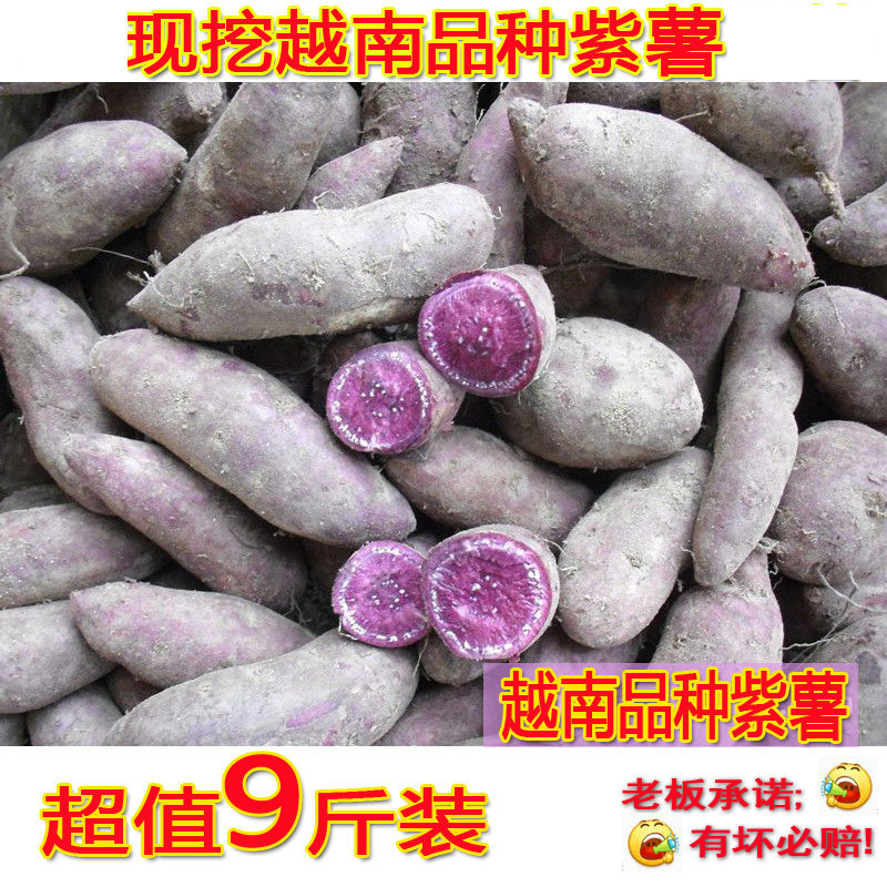 越南品种紫薯现挖新鲜小紫薯紫心红薯沙土种植应季番薯地瓜板栗薯