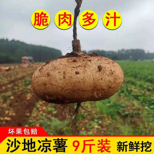 白地瓜广西脆甜多汁新挖新鲜凉薯