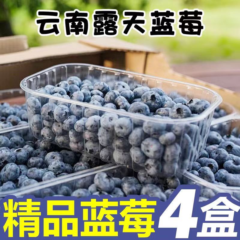 顺丰包邮云南蓝莓新鲜鲜果孕妇宝宝辅食花香蓝莓现摘高山蓝梅水果