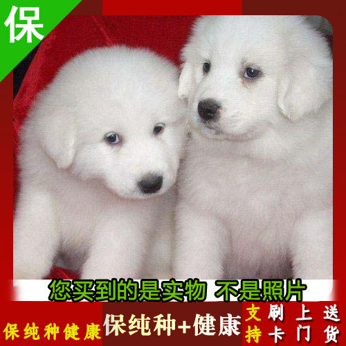 宠物狗大白熊销量排行榜 宠物狗大白熊品牌热度排名 小麦优选