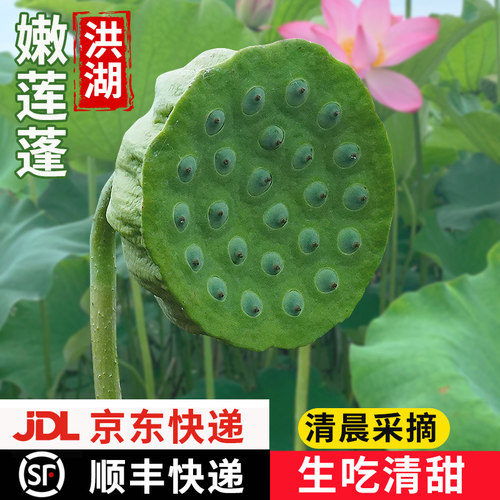 洪湖新鲜莲蓬顺丰/京东包邮