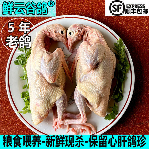 老鸽子现杀顺丰杂粮喂养
