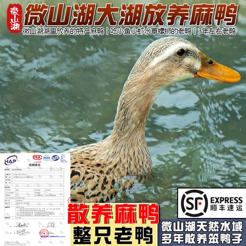 微山湖散养3年老鸭整只宰杀顺丰