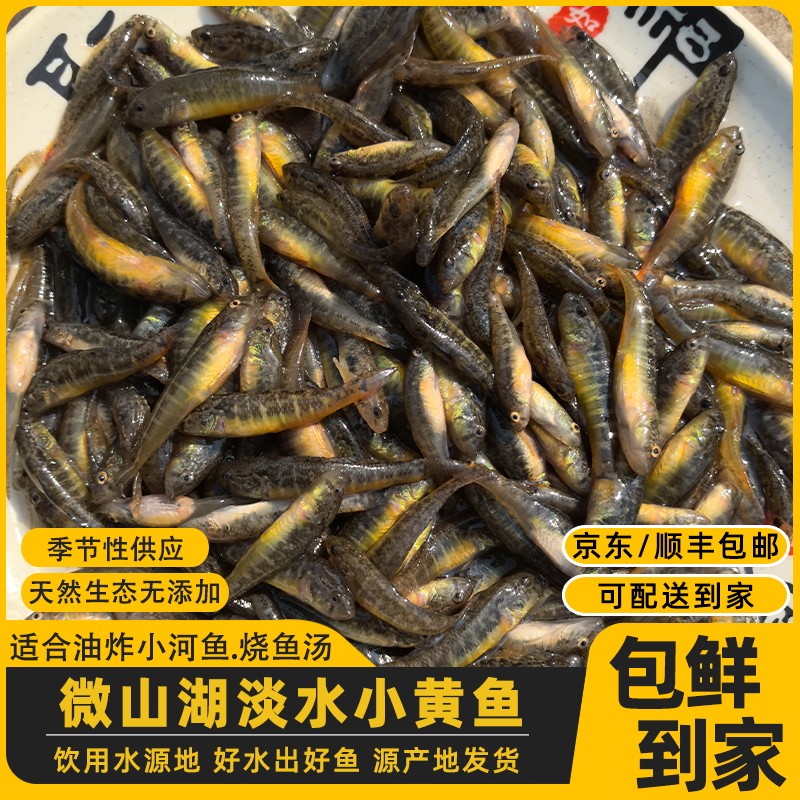 淡水新鲜小河鱼微山湖生态小黄鱼黄肚鱼黄黝鱼油炸小杂鱼活鱼速冻