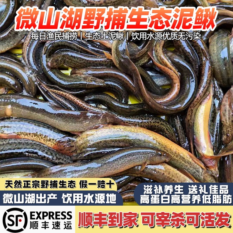 微山湖野捕生态泥鳅鱼新鲜活体发货活鱼现杀土青鳅黄鳅板鳅发顺丰
