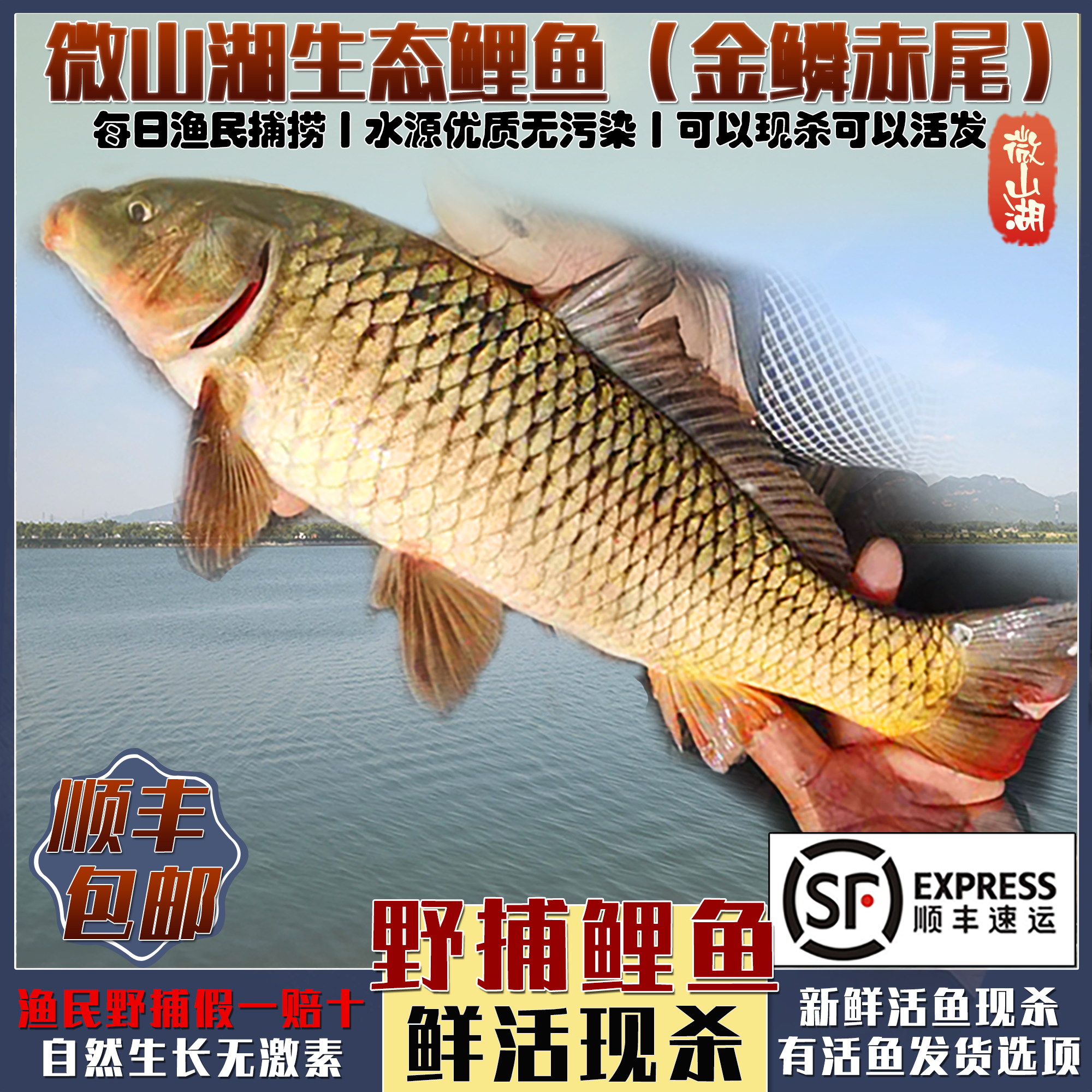 微山湖生态鲤鱼四鼻金鳞赤尾顺丰