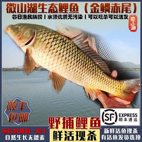 微山湖生态鲤鱼四鼻金鳞赤尾顺丰