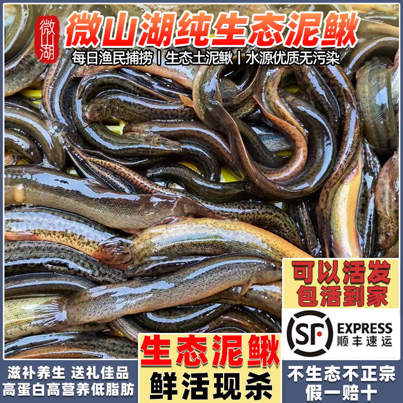 微山湖野捕泥鳅可现杀可活发顺丰