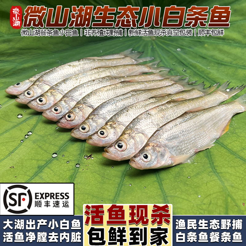 微山湖新鲜小白条鱼活鱼现杀顺丰