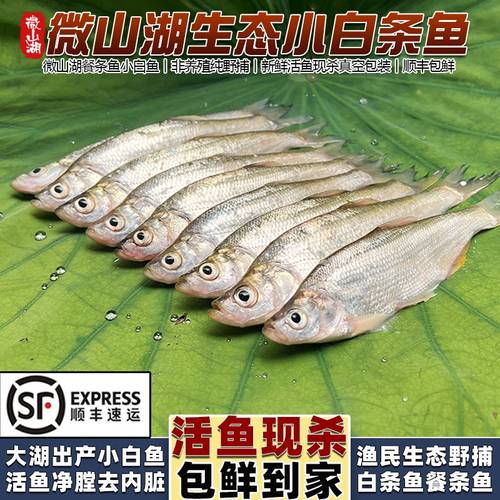 微山湖新鲜小白条鱼活鱼现杀顺丰