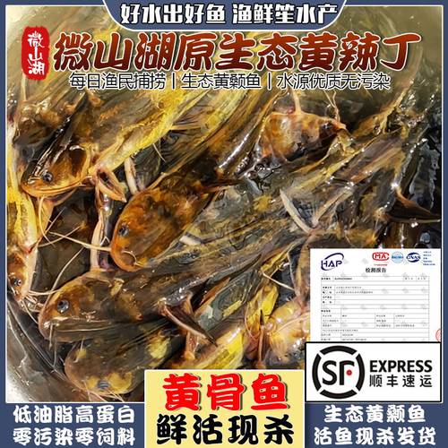 微山湖生态黄辣丁鱼新鲜现杀顺丰