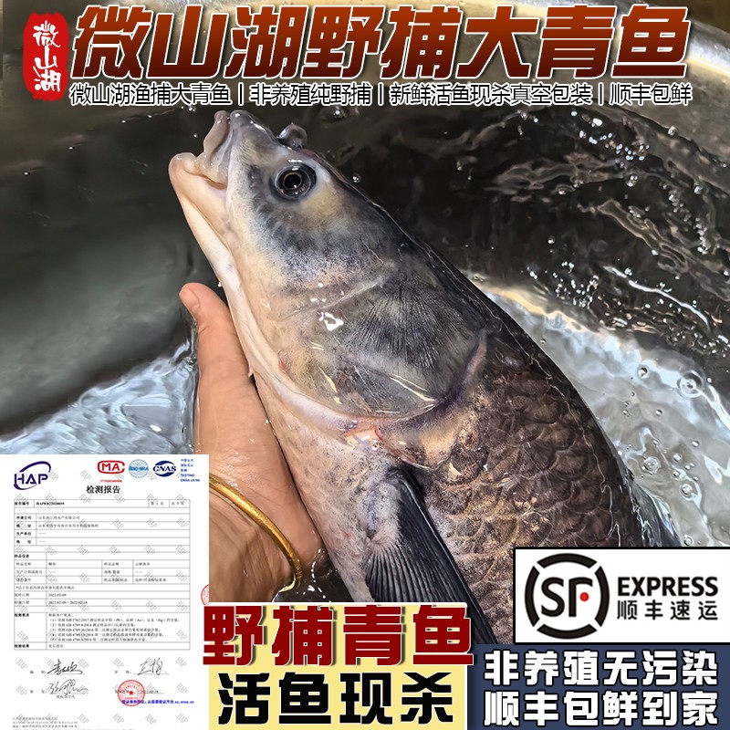 微山湖野捕大青鱼新鲜活的鱼现杀生态螺蛳青特大螺丝乌青草鱼顺丰