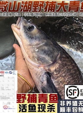 微山湖野捕大螺蛳青鱼现杀可活发