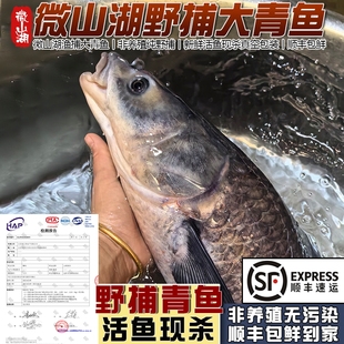 微山湖野捕大青鱼新鲜活鱼现杀活体发特大螺蛳青生态乌青草鱼顺丰