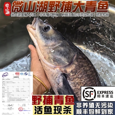 微山湖野捕大螺蛳青鱼现杀可活发
