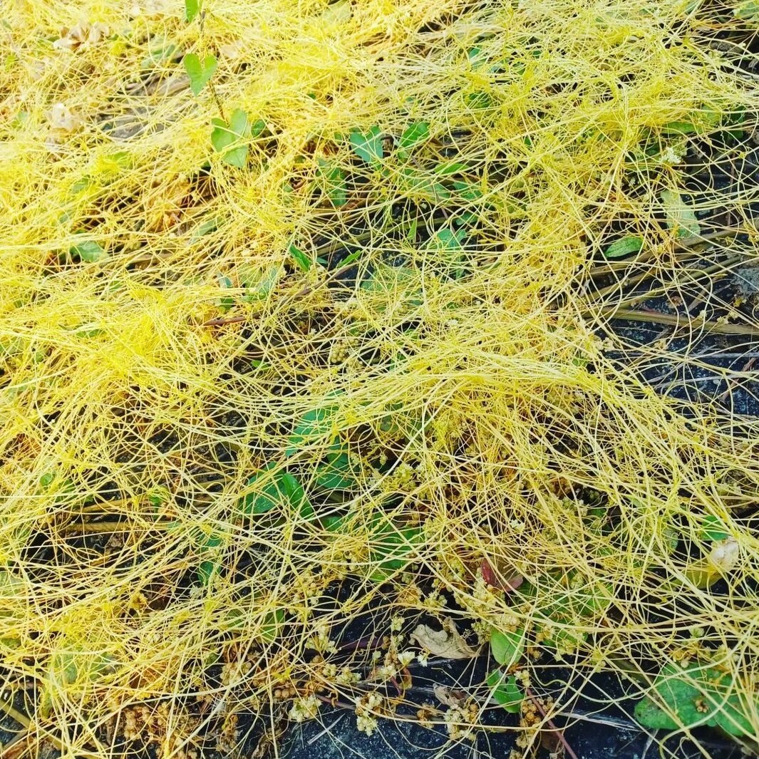 菟丝子种子