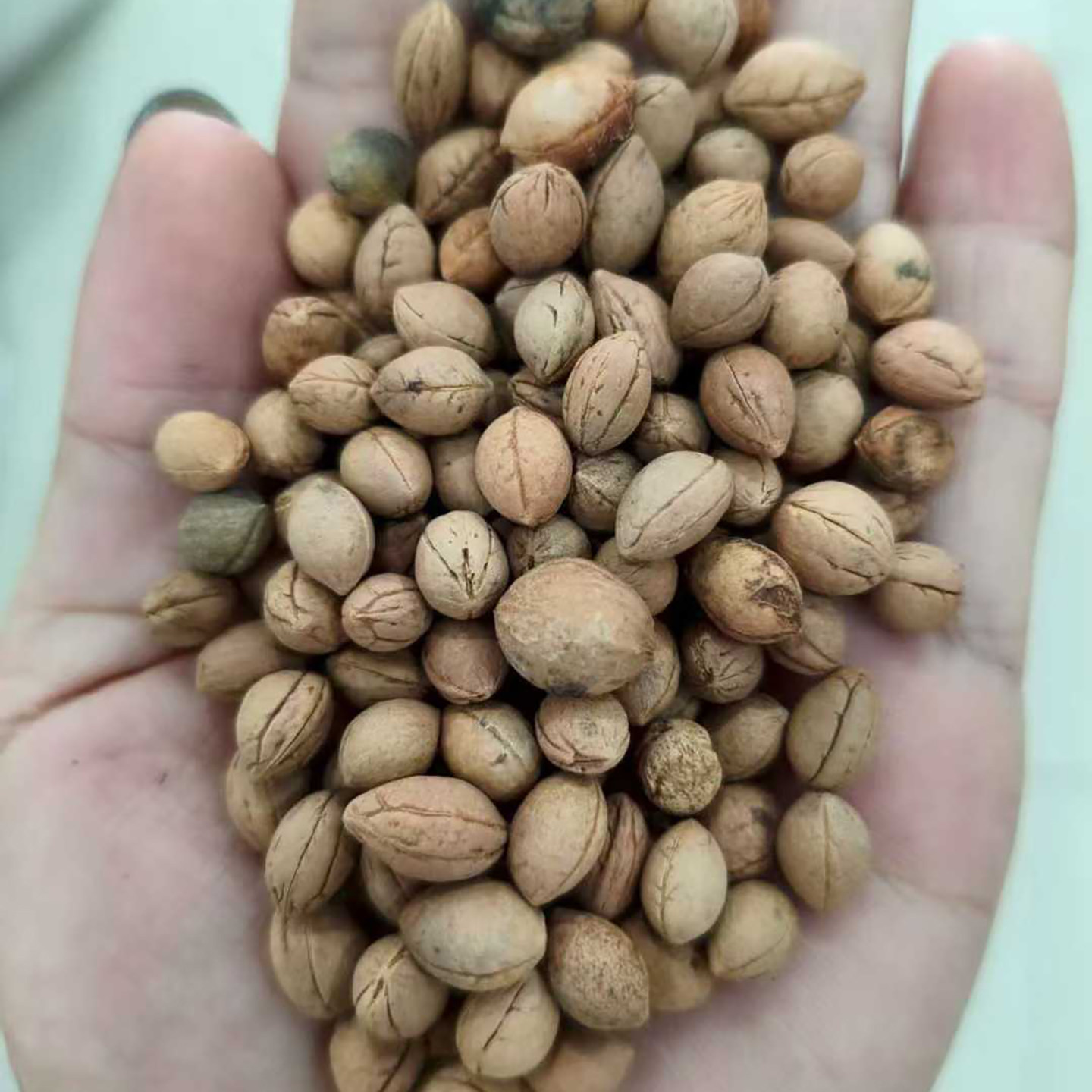 钙果种子