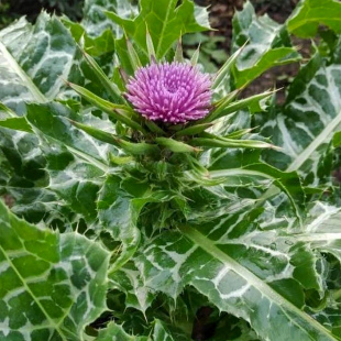 水飞蓟种子草种籽观叶种孑草种子3