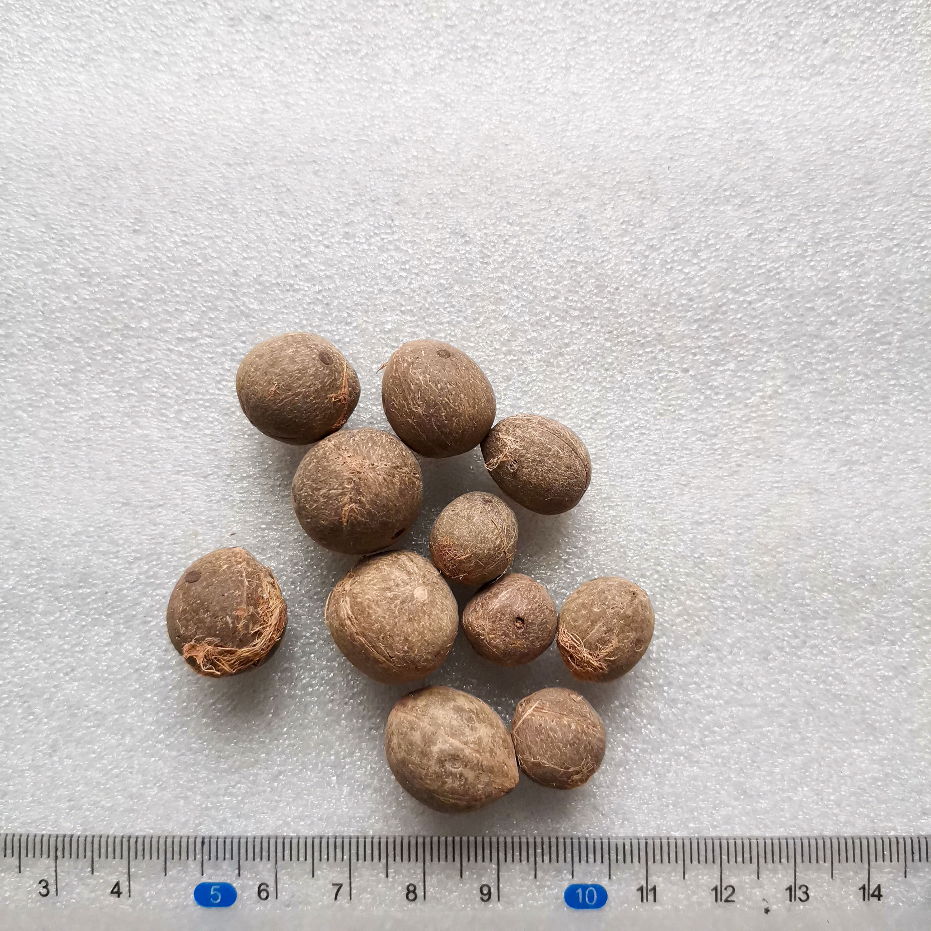 布迪椰子种子热带椰子4冻子椰子春季秋观果树苗种籽树种子