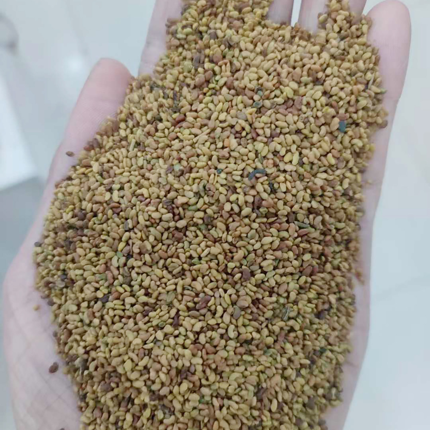 苜蓿种子紫花苜蓿芽苗菜1