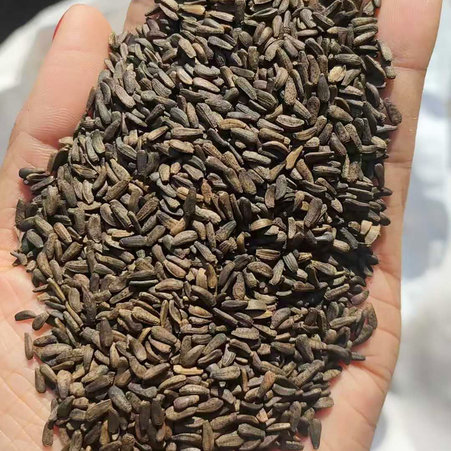 牛蒡种子恶实大力子3