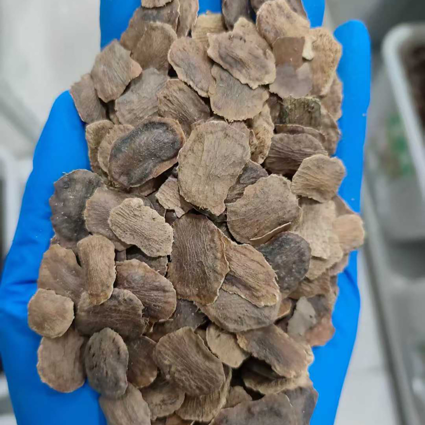 黄花梨种子树种子4