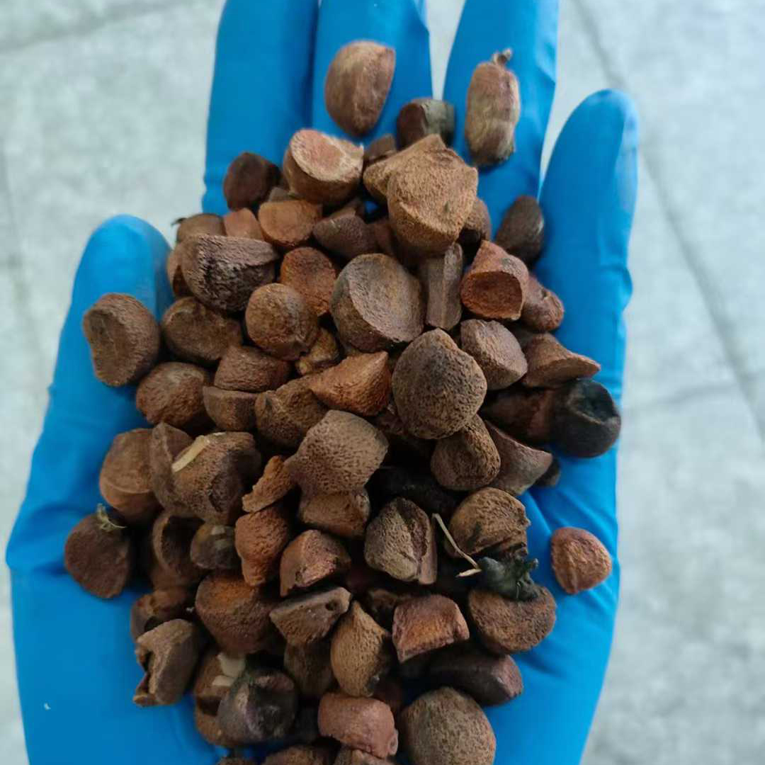 西伯利亚鸢尾种子