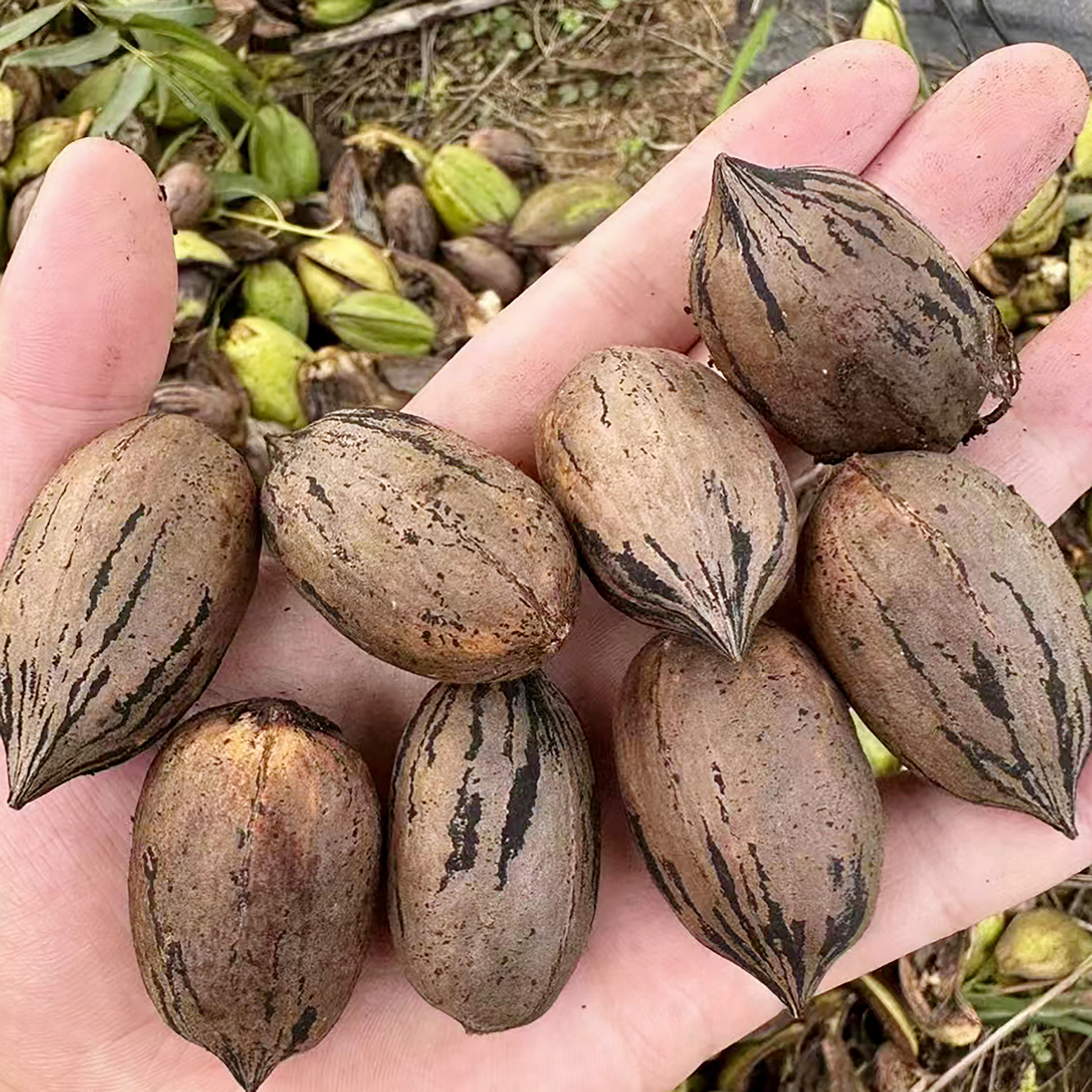 碧根果种子Carya illinoinensis (Wangenh.) K. Koch美国山核桃4