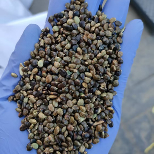 鸡骨草种子新货3