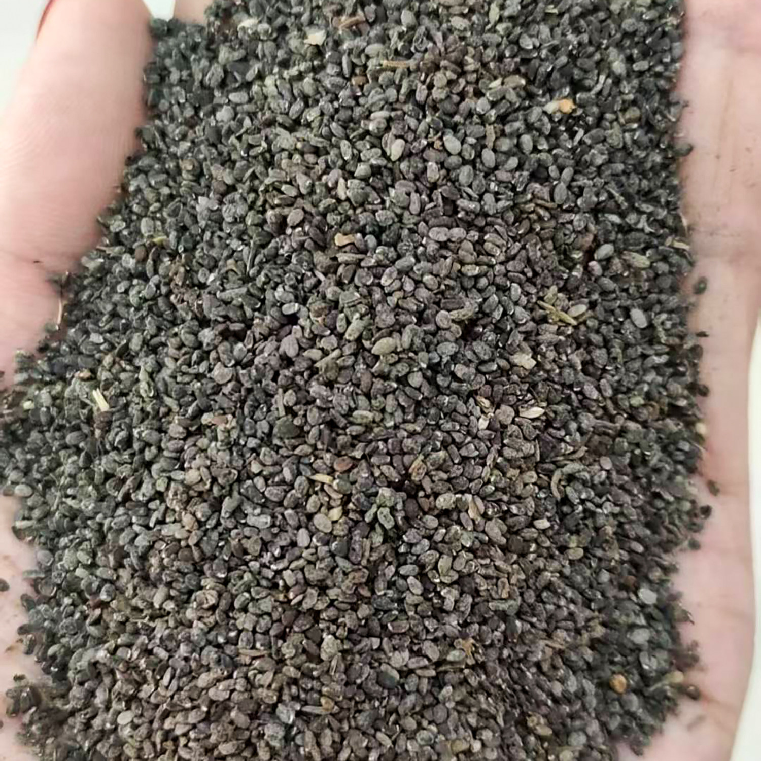 留兰香薄荷种子5