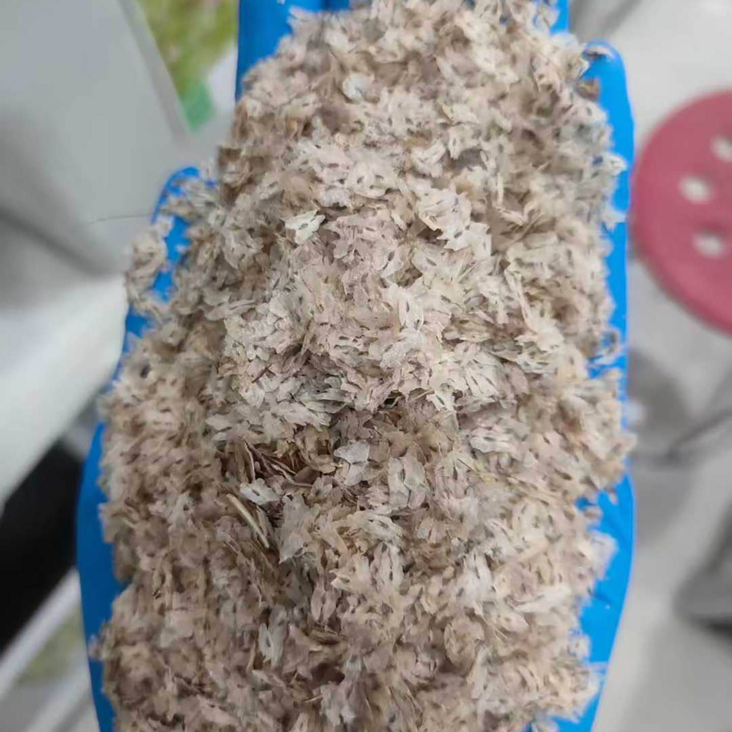 泡桐种子4