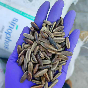 凤凰木种子也叫红花楹种籽可作文玩树种子4