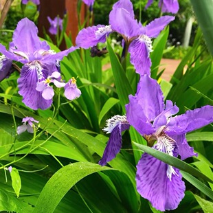 鸢尾种子也叫老鸹蒜蛤蟆七扁竹花紫蝴蝶蓝蝴蝶屋顶鸢尾