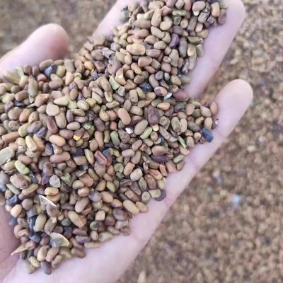柠条种子牧草种子籽抗风沙护坡固土籽树种子牧草4