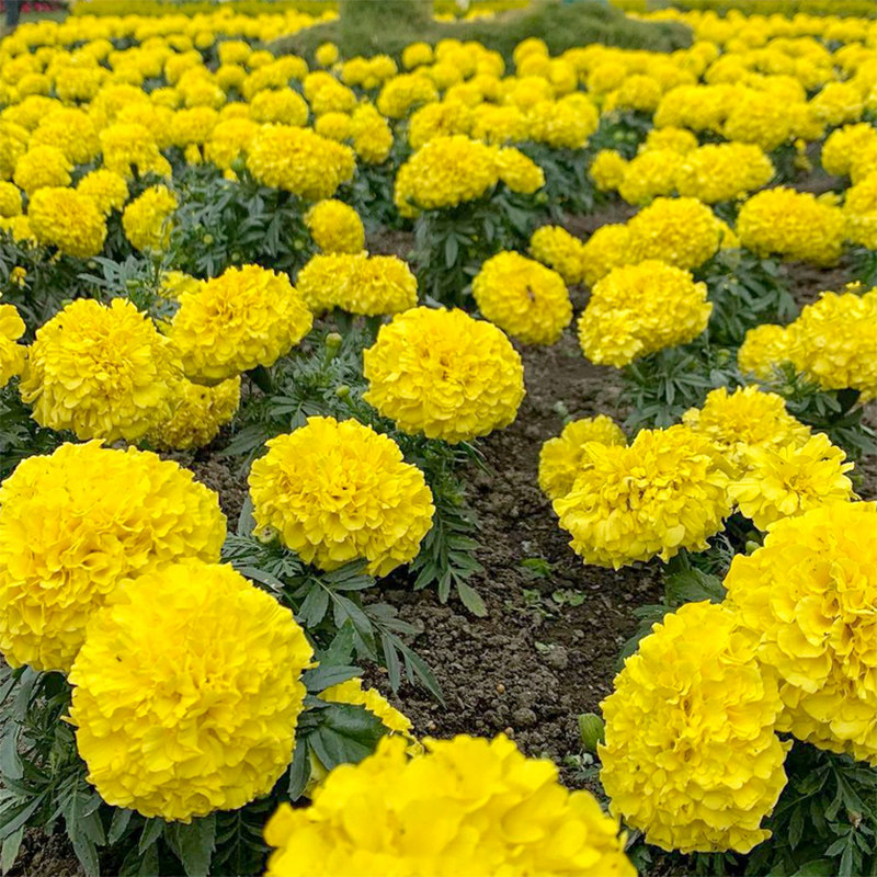 万寿菊花种籽子臭芙蓉菊花籽庭院室外驱蚊花种子5