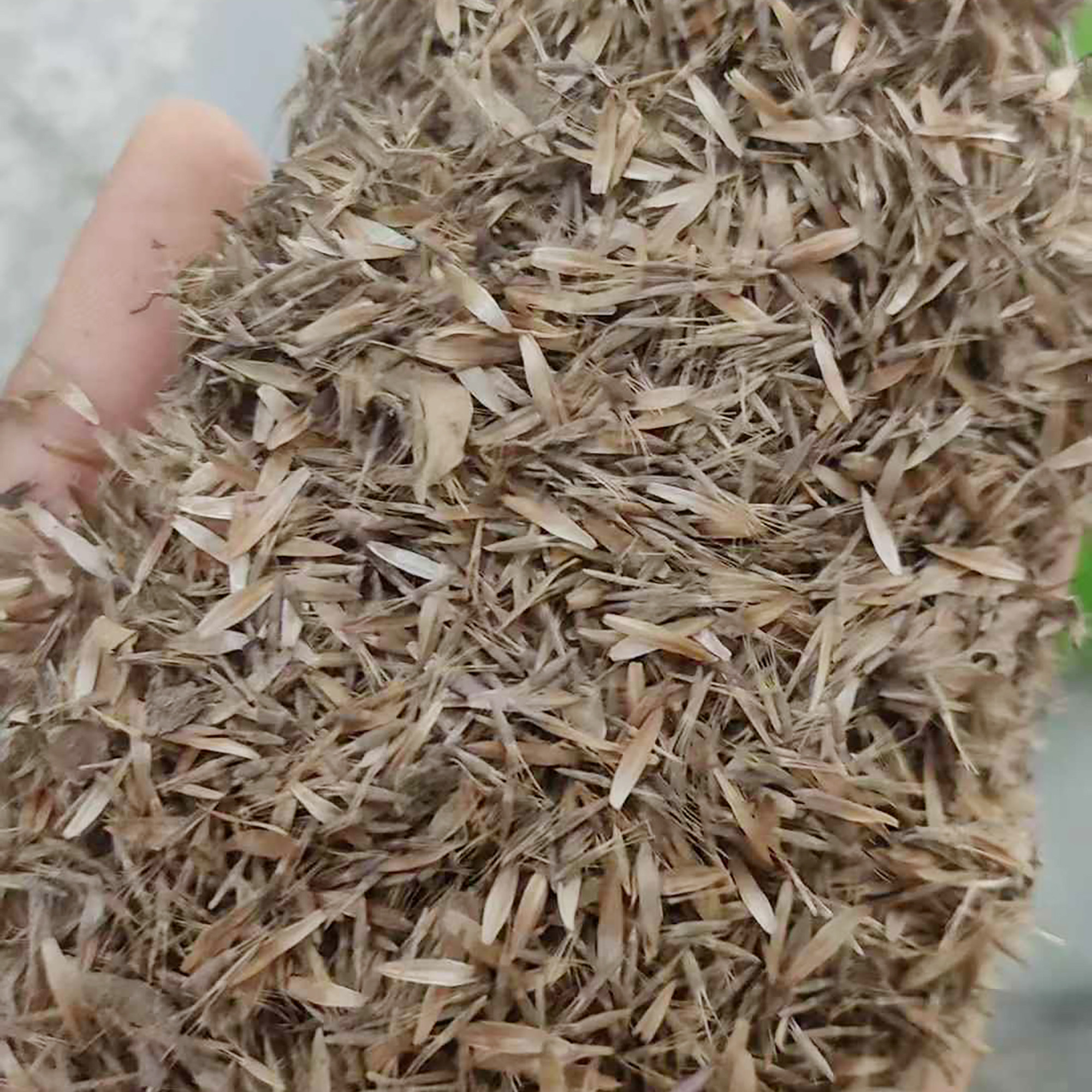 地胆草种子也叫草鞋底苦地胆土蒲公英地胆头磨地胆鹿耳草3