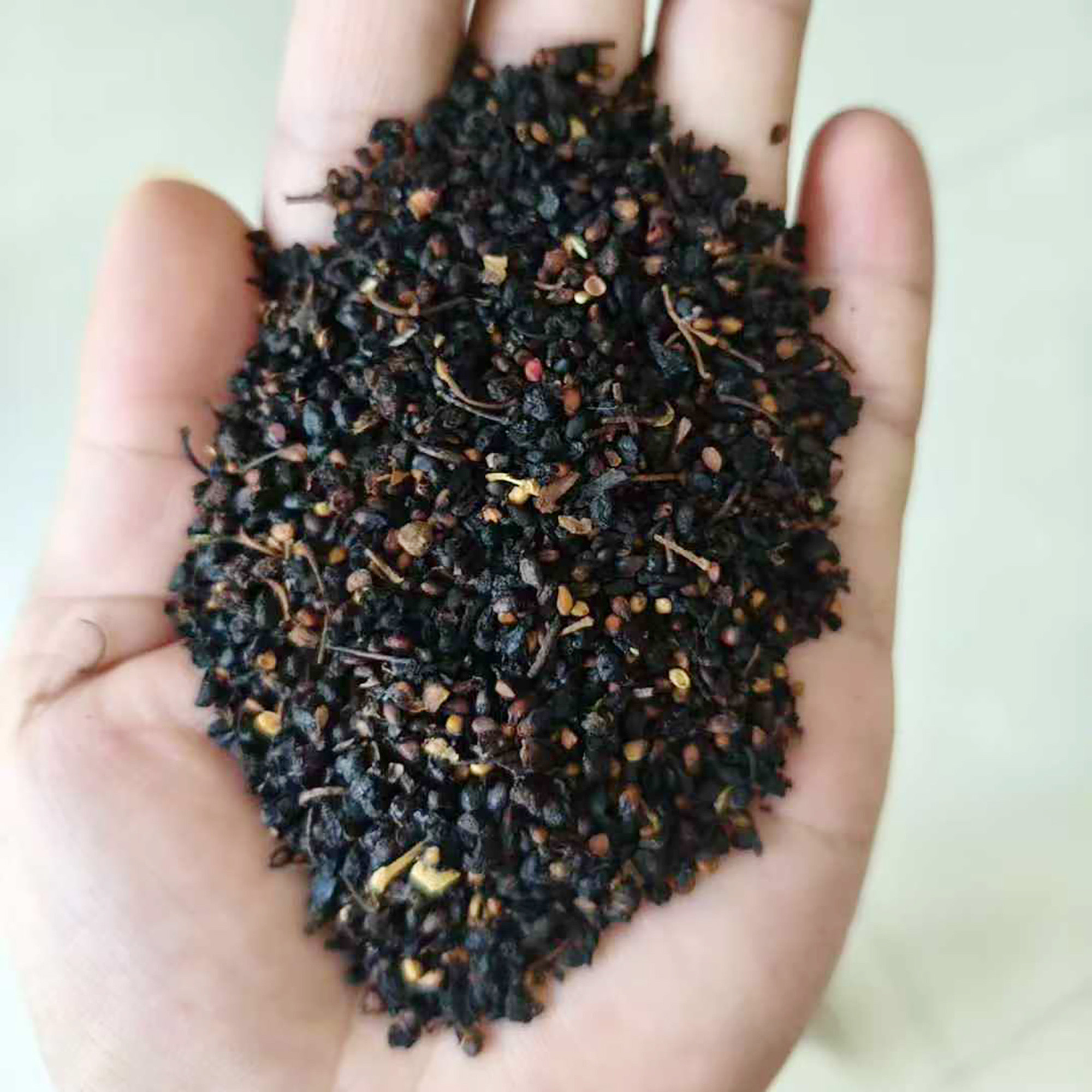 桑树种子4
