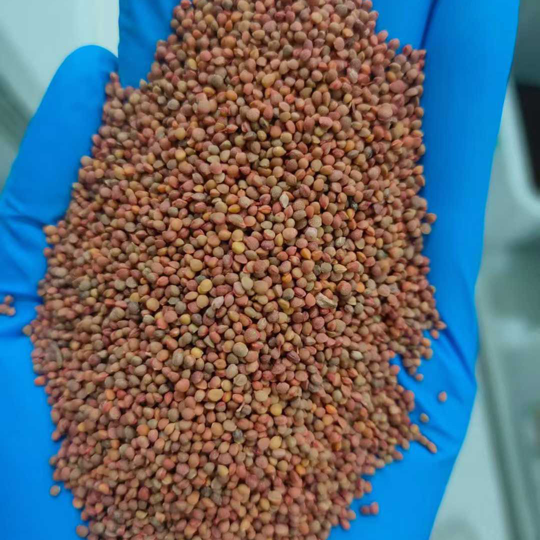 构树种子籽构桃树构乳树楮树种子沙纸树杨梅庭院杂交构树种子4