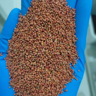 构树种子籽构桃树构乳树楮树种子沙纸树杨梅庭院杂交构树种子4