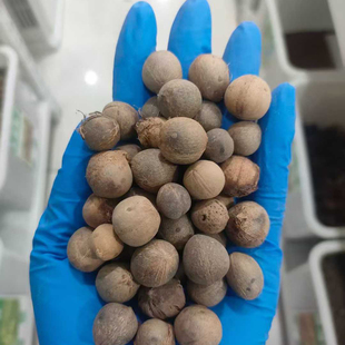 布迪椰子种子热带椰子4冻子椰子春季秋观果种籽树种子