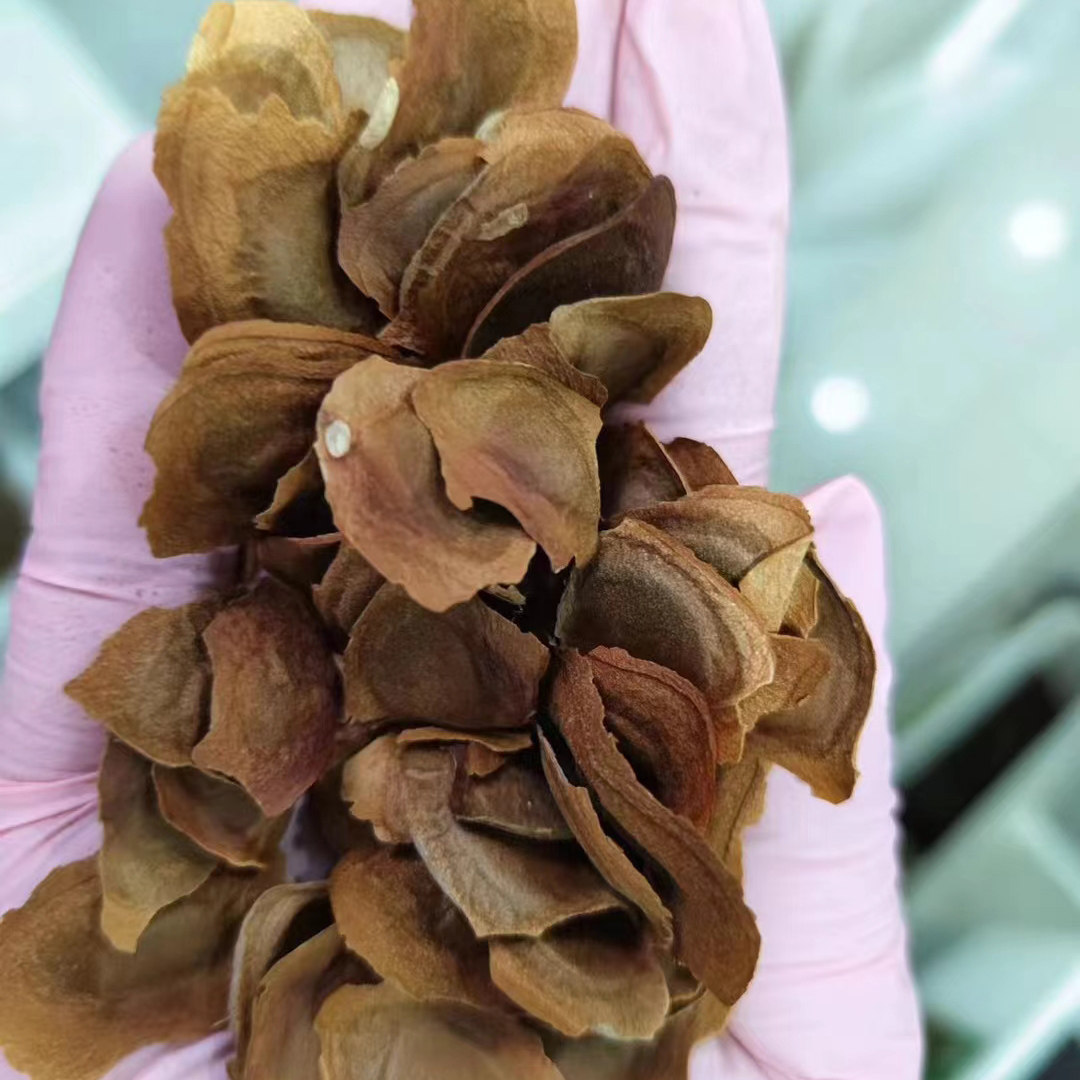 桃花心木种子桃花芯木种籽榔色木南洋芯木简装四季多年生4种孑