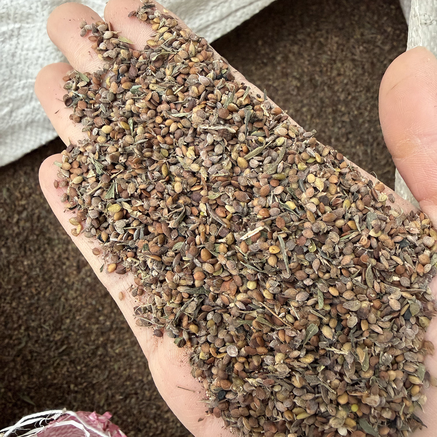 截叶胡枝子种子夜关门种子截叶铁扫帚小叶绢毛胡枝子铁马鞭灌木4