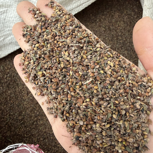 截叶胡枝子种子夜关门种子截叶铁扫帚小叶绢毛胡枝子铁马鞭灌木4