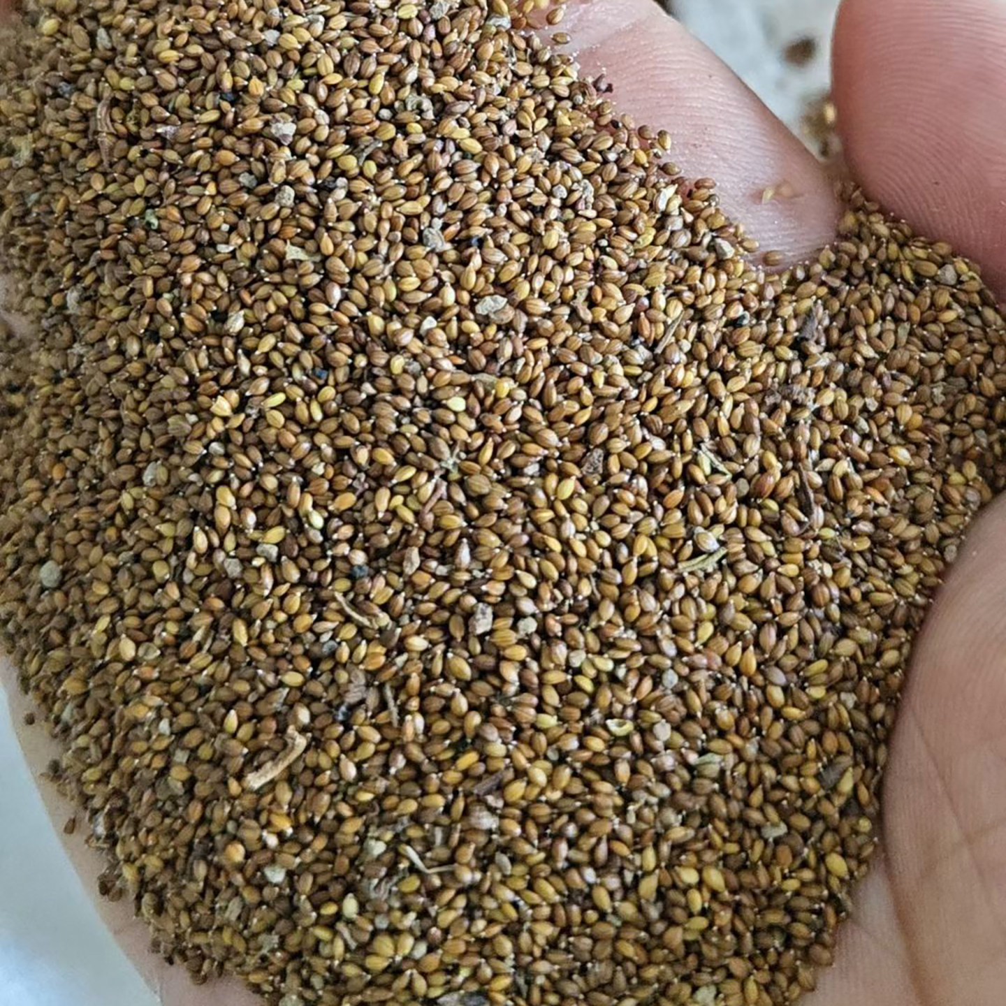 夏枯草种子