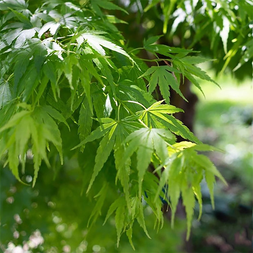 青枫种子四季景观行道树