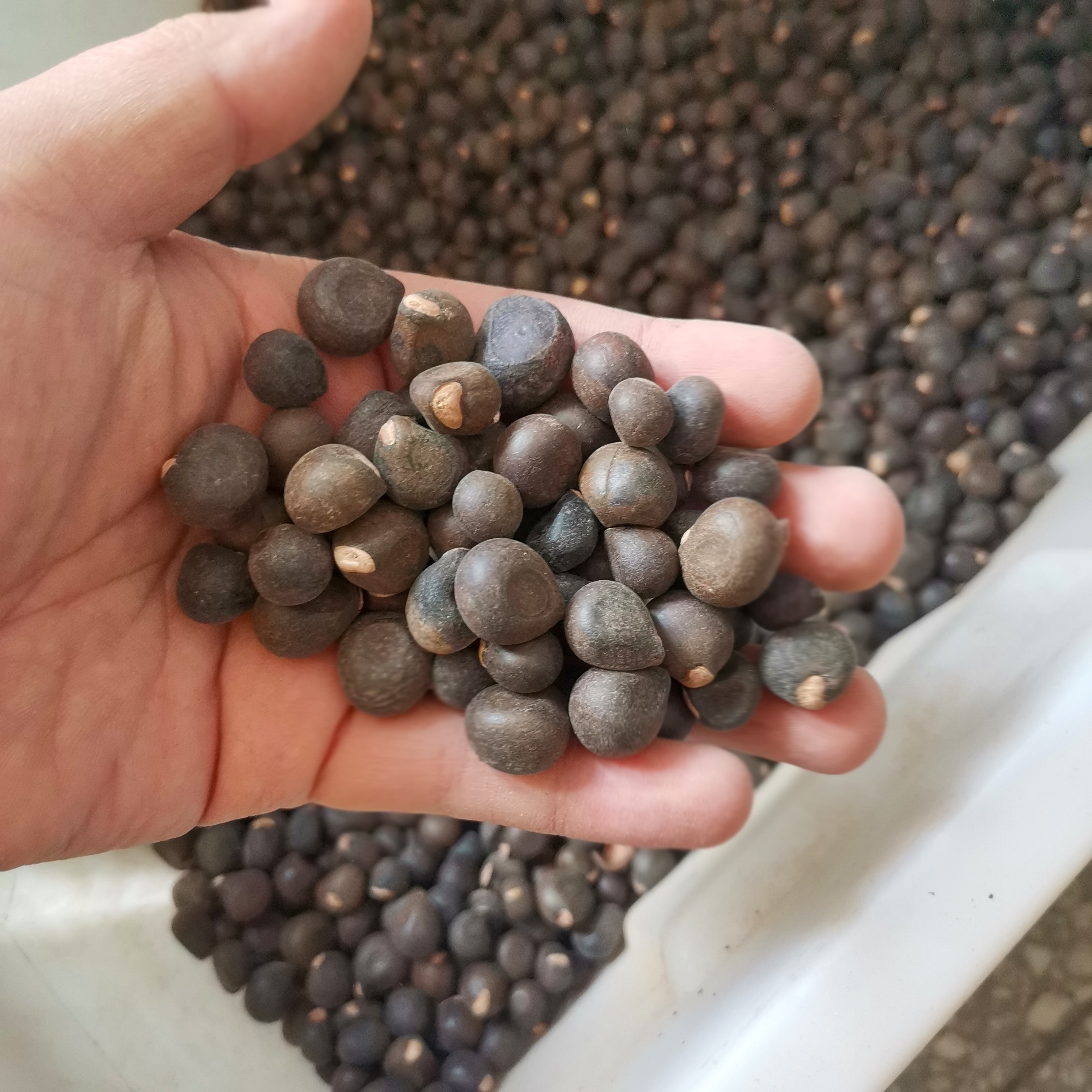 文冠果种子新货4