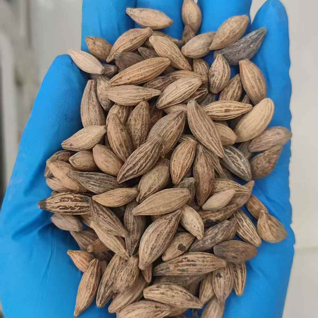 桂花种子4