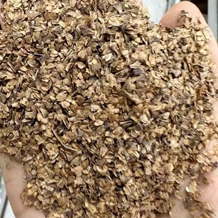 桤木种子荒山绿化种籽抗风沙护坡固土籽树种子4