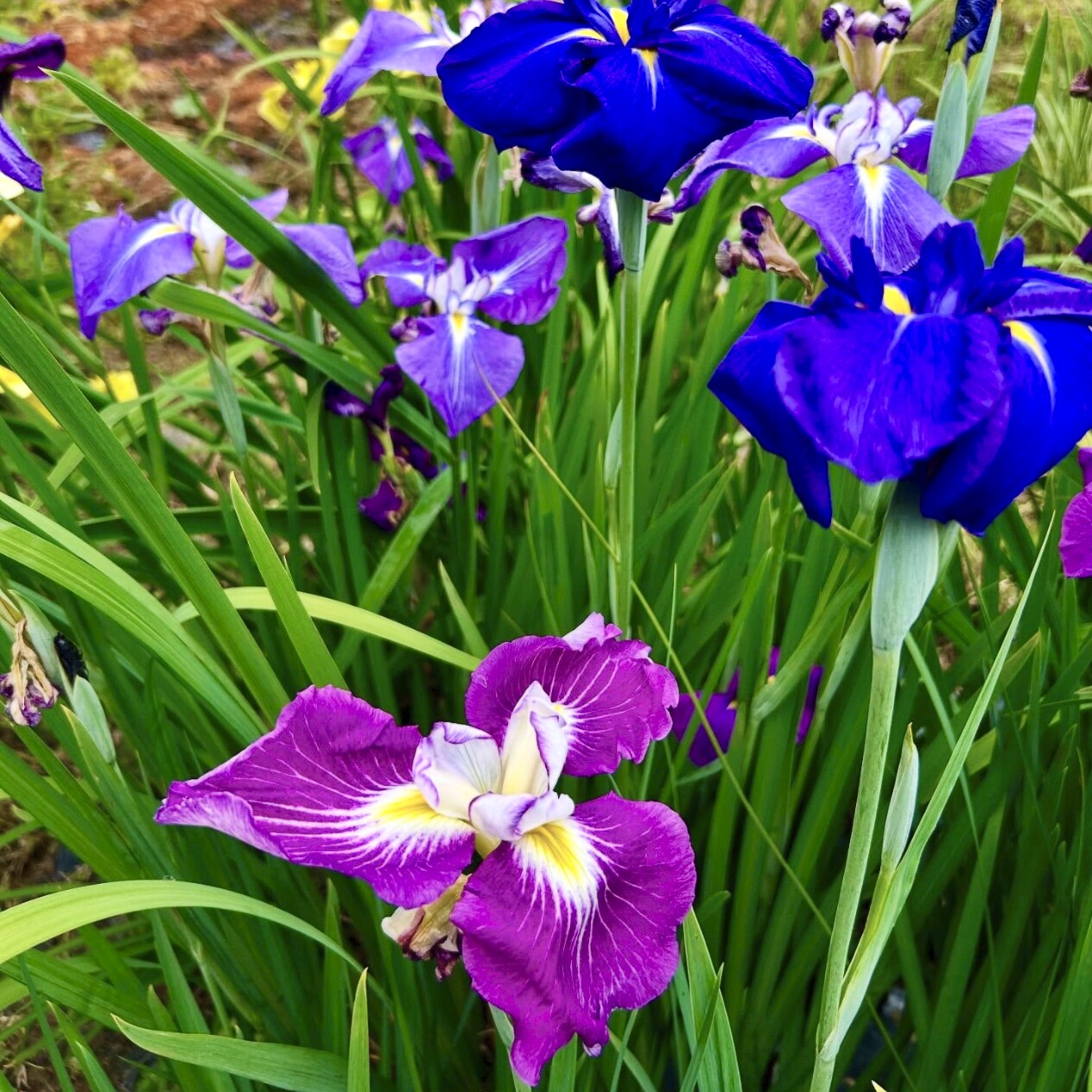 花菖蒲种子5