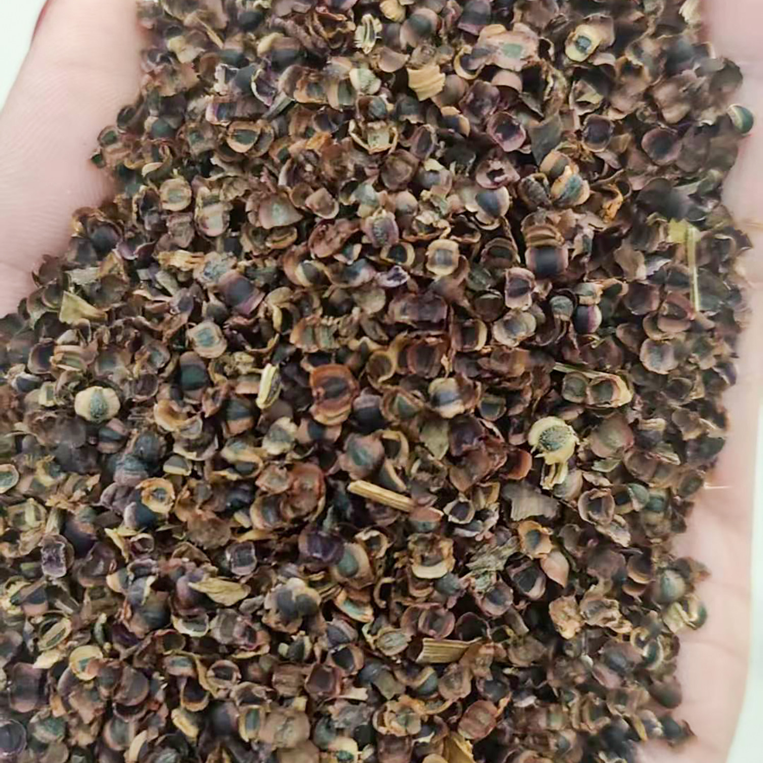 金鸡菊种子5
